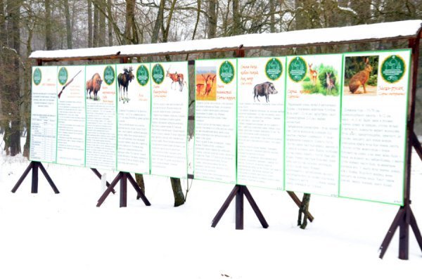 Як у «Цуманській пущі» рахували зубрів 