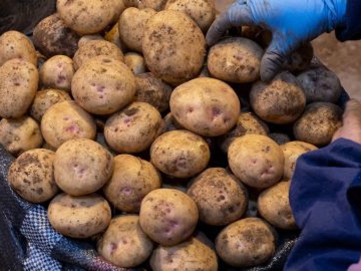 В Україні стрімко дорожчає картопля: у чому причина