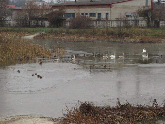 В ополонці волинського озера залишилися лебеді-шипуни. ФОТО