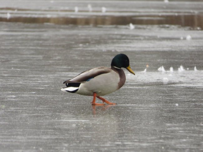 В ополонці волинського озера залишилися лебеді-шипуни. ФОТО