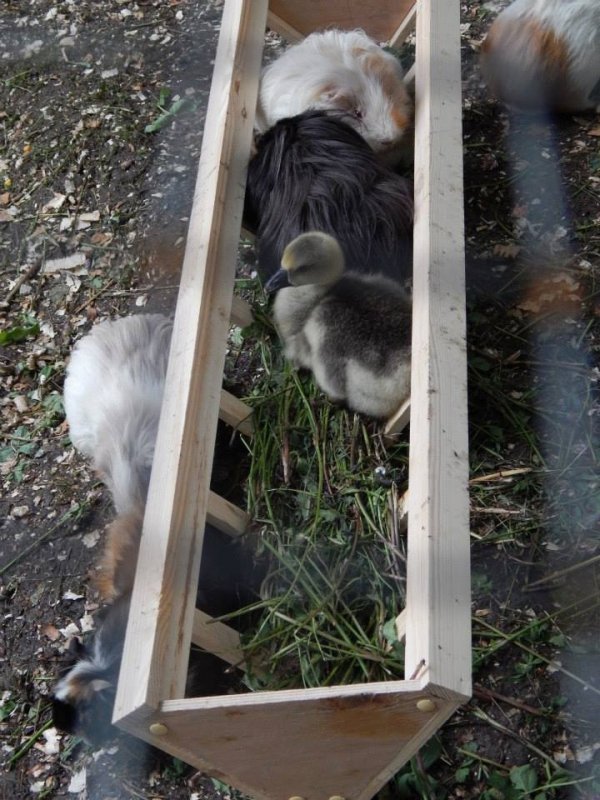 Гусеня в «Ноєвому ковчезі»