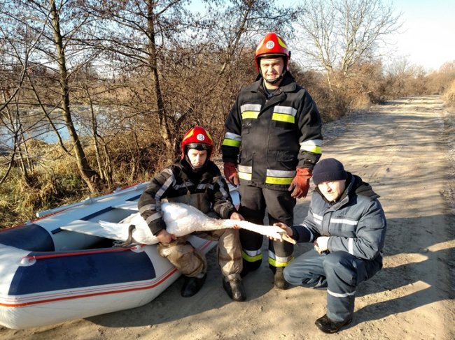 На Рівненщині від холоду загинули лебеді. ФОТО