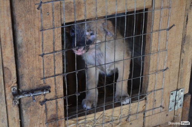 Показали умови, у яких живуть тварини в луцькій «Ласці». ФОТО