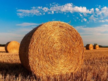 15 липня – яке сьогодні свято  і чому в цей день не можна працювати в полі