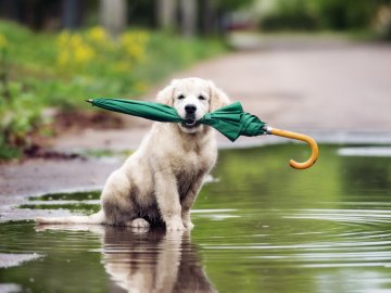 Погода у Луцьку та Волинській області на завтра, 30 липня