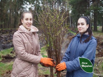 На Волині переселенці висадили ліс