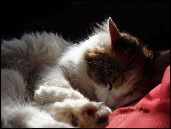 Фотовиставка Валентини Жуги