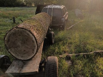 Волинянин незаконно зрубав дуби на території лісового заказника. ФОТО