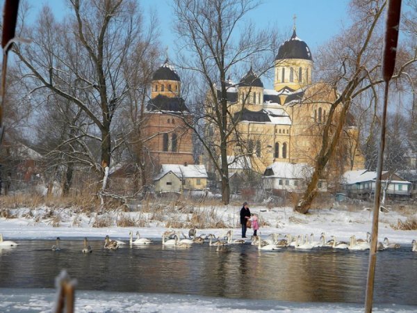 Як у Берестечку зимують лебеді