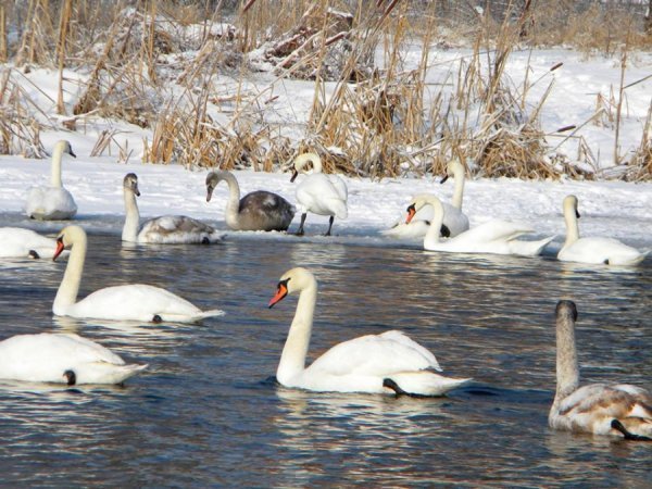 Як у Берестечку зимують лебеді