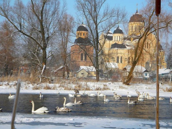 Як у Берестечку зимують лебеді