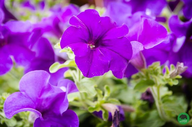 Квіти Луцького зоопарку: 37 дивовижних фото