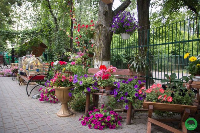Квіти Луцького зоопарку: 37 дивовижних фото