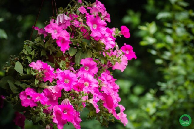 Квіти Луцького зоопарку: 37 дивовижних фото