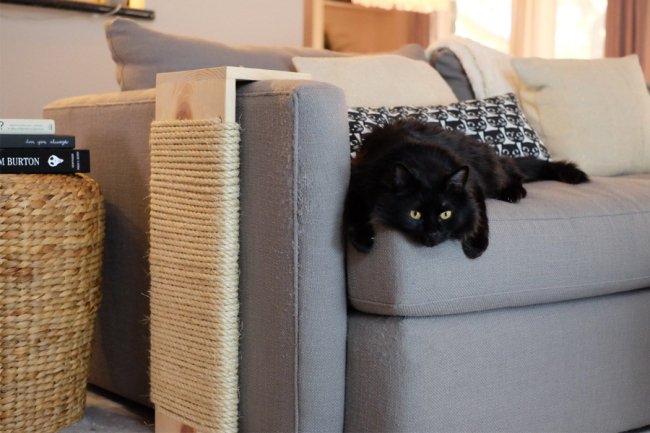 Як захистити диван від кота: 5 перевірених методів
