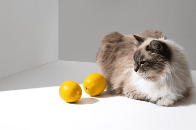 Як захистити диван від кота: 5 перевірених методів