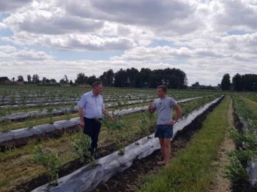 Волинське підприємство удвічі збільшить насадження лохини. ФОТО