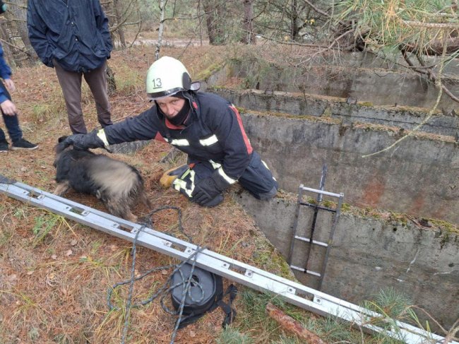 Бійці ДСНС на Волині врятували пса, який провалився в 5-метрову яму