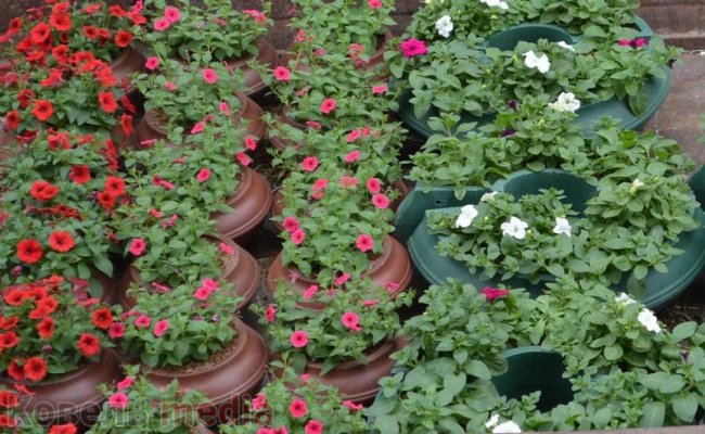 У Ковелі підприємців запрошують долучитись до озеленення міста. ФОТО