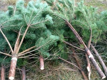 Спіймали трьох волинян, які незаконно зрубали 34 новорічні сосни