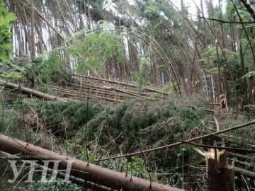 На Закарпатті шалений буревій знищив сотні гектарів лісу