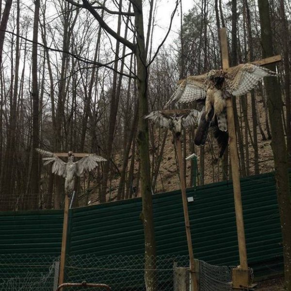 В Межигір'ї розпинали соколів. Підозрюють окультизм, - ЗМІ