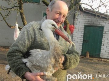 Лелека прижився у волинській родині, яка його врятувала