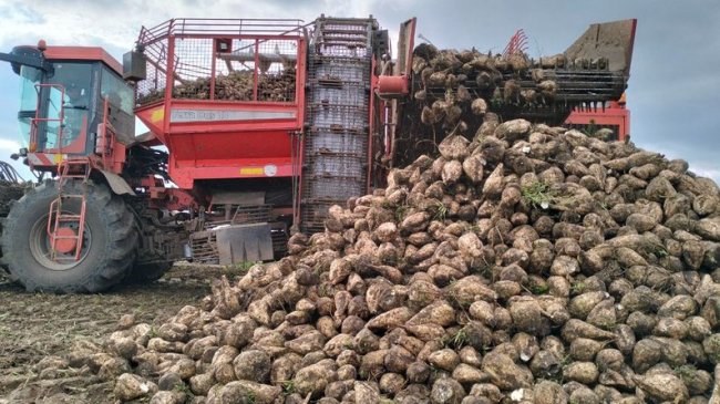 На Волині зросла урожайність цукрового буряка. ВІДЕО