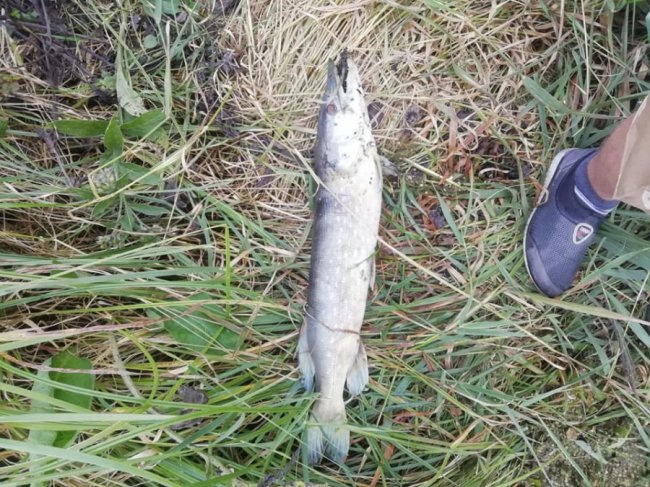 Купи дохлої риби і сморід: на Волині виявили підозрілу водойму. ФОТО