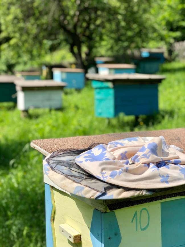 У лісництві на Волині відновлюють пасіку. ФОТО. ВІДЕО