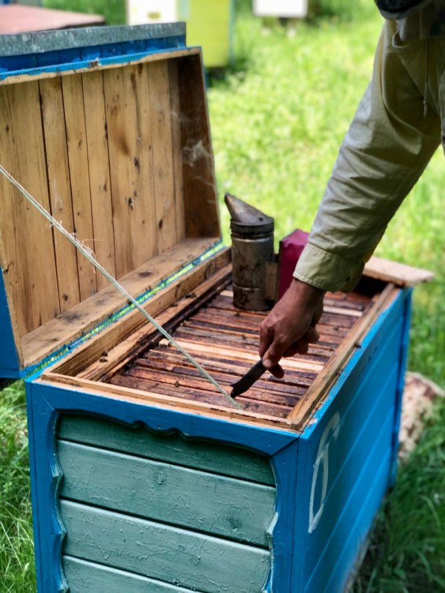 У лісництві на Волині відновлюють пасіку. ФОТО. ВІДЕО