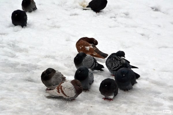 Фото снігового ранку в Луцьку