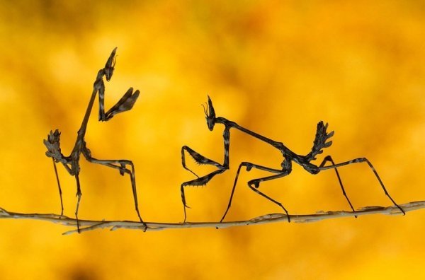 Кращі роботи фотоконкурсу від National Geographic. ФОТО