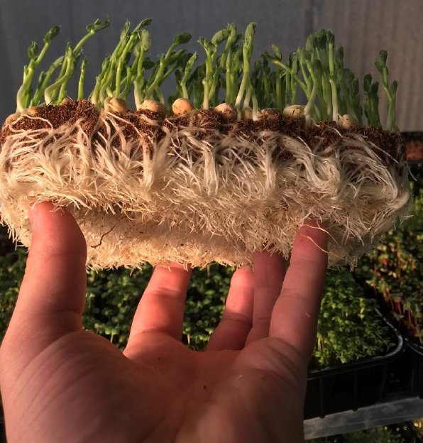 Волинянин вирощує та продає екзотичну зелень