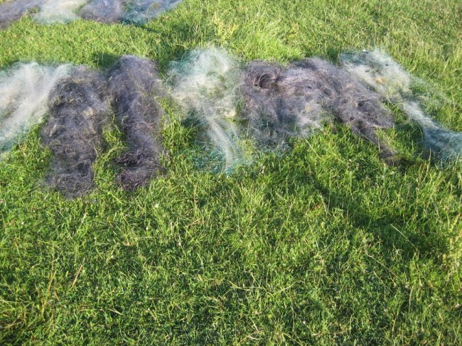 За добу браконьєри на Волині завдали шкоди на 30 тисяч гривень