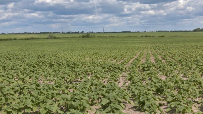 Паї волинян, де "Ратнівський аграрій" засіяв соняшник, червень 2025 року.