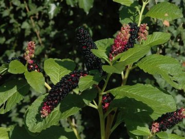 На Волині маленька дитина отруїлась неїстівними ягодами