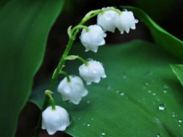 Погода на завтра, 20 травня, у Луцьку та Волинській області