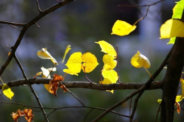 Осінній Луцьк. ФОТО