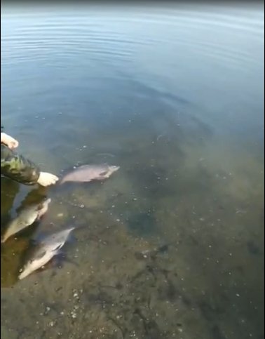 Рибалка «здав» браконьєра, який поставив сітку на заплаві річки Стир