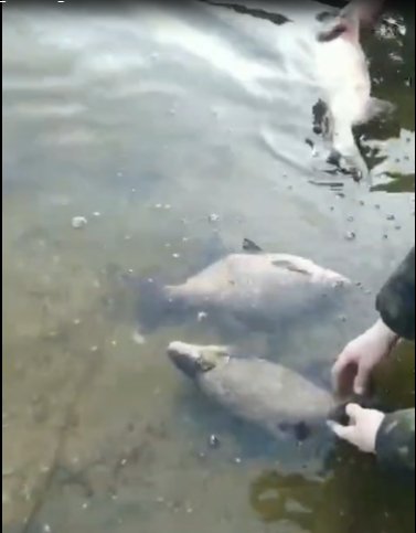 Рибалка «здав» браконьєра, який поставив сітку на заплаві річки Стир