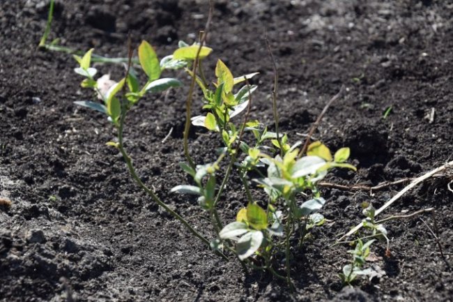 На Волині висадили плантації лохини