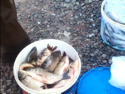 У місті на Волині зловили чоловіка, який нелегально продавав рибу