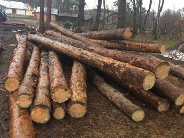 Двоє волинян незаконно зрізали  дерев на декілька тисяч гривень