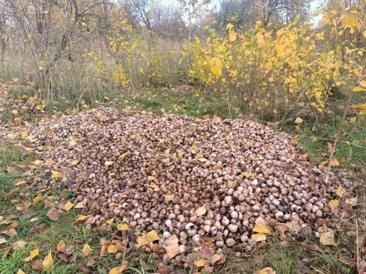 Поліція на Волині розслідує забруднення земель равликовими панцирями: подробиці