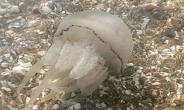 Гігантські медузи заполонили Азовське море: відпочивальники скаржаться на укуси. ВІДЕО