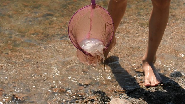 Гігантські медузи заполонили Азовське море: відпочивальники скаржаться на укуси. ВІДЕО