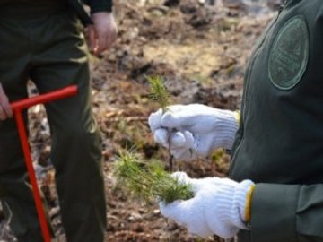 Учасники АТО посадили новий ліс на Волині