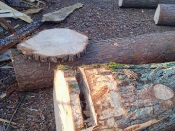 У лісництві на Волині нарубали дерев на пів мільйона гривень, крадіїв знайшли