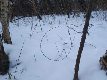 На Волині у лісах браконьєри активно ставлять пастки для дичини. ВІДЕО
